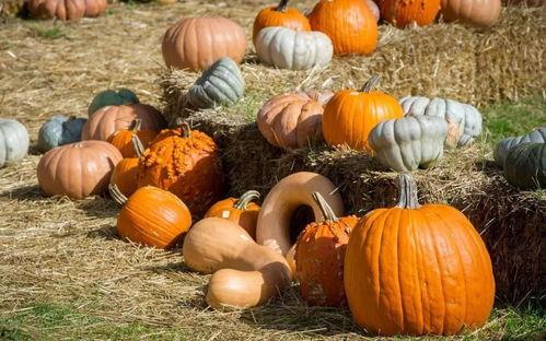 西安小寨事件吃瓜群众是真的吗,吃瓜群众的真实面貌揭秘