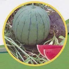 南京玄武吃瓜事件真相,揭秘背后真相与争议