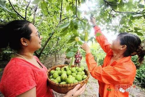 辉县网红吃瓜事件