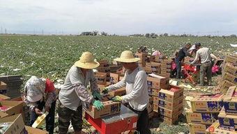 吐鲁番的吃瓜群众事件视频,一场关于瓜农权益的全民热议