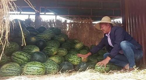 昆明吃瓜事件真相