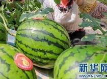 定远吃瓜事件最新消息新闻