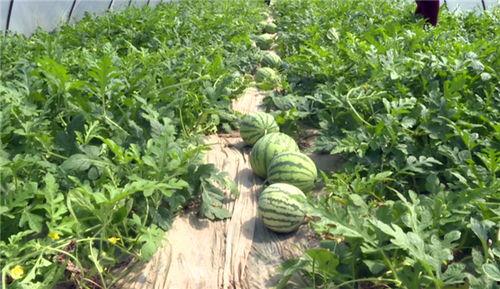 定远吃瓜事件最新消息新闻