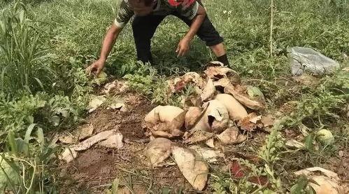 辉县吃瓜最新事件