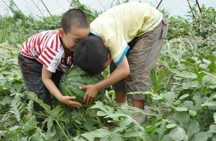 奉节老师吃瓜事件真相,真相揭秘，还原事件始末