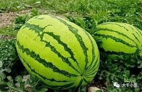 韩城大事件吃瓜视频曝光,吃瓜视频揭秘惊人真相